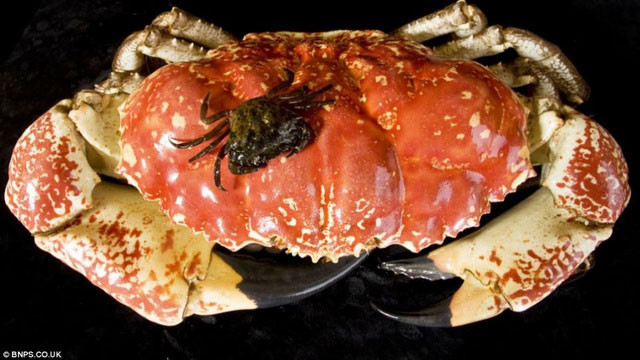 Có trọng lượng 15kg, mai rộng tới 15 inch và hai chiếc càng to khỏe. chú cua này được dự đoán còn có thể tăng trọng lượng khi trưởng thành sẽ gấp đôi.