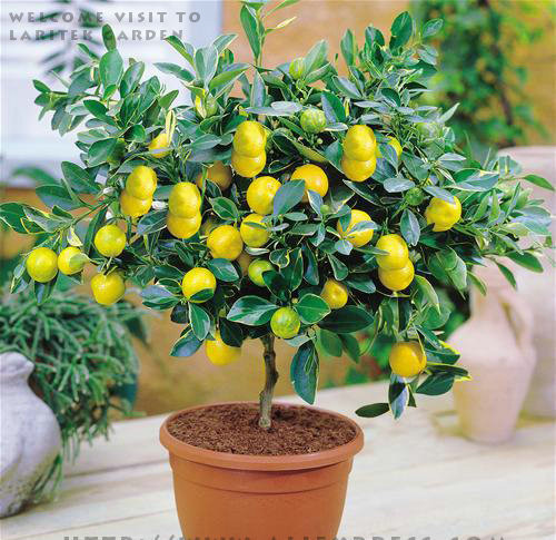 Họ chanh, quất rất dễ trồng thành chậu cảnh làm đẹp nhà, sân vườn, đặc biệt là các dịp lễ, tết.