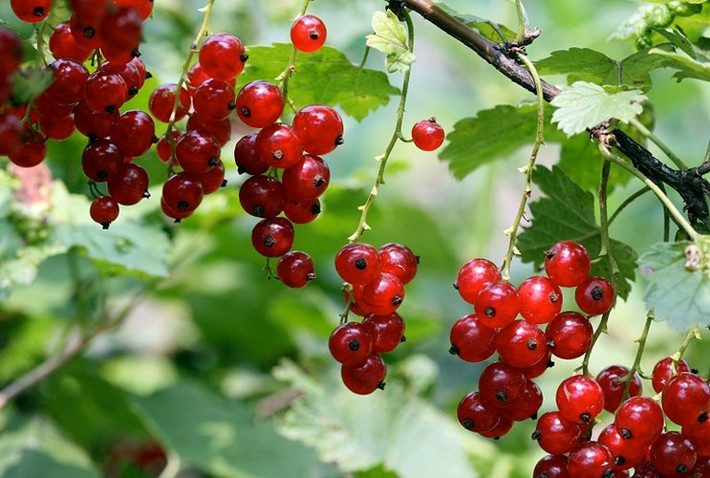 Quả dại trong suốt này có vị chua thanh mát. Chúng được quảng cáo có nhiều vitamin C và chất chống oxy hóa, tốt cho việc làm đẹp. Khảo sát trên các trang mạng bán hàng online, giá mỗi hộp quả lý chua dao động từ 3-4 USD (khoảng 65.000 -85.000 đồng/hộp150g). Mức giá không quá đắt, trong khi chúng được xách tay về Việt Nam với giá 2 triệu đồng/kg.