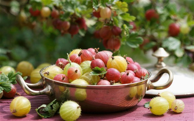 Tuy nhiên, chúng đang có nguy cơ biến mất khỏi nhiều cửa hàng thực phẩm do sự cạnh tranh của các giống quả việt quất, dâu tây. Vì thế, giá của Gooseberry xách tay về nước thường đắt hơn 2-3 lần giá thực và tùy từng thời điểm khan hiếm hàng, mức giá sẽ chênh nhau.