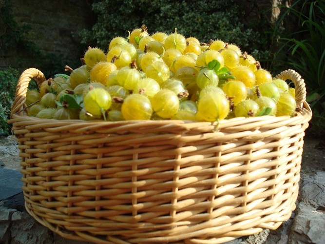 Có hình dáng nhỏ nhắn, mọng nước, quả lý chua gai Gooseberry có giá dao động từ 8 USD/kg (khoảng 180.000 đồng).