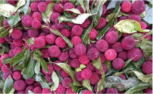 Trong khi đó, mức giá tại các chợ đầu mối nhập thanh mai chỉ 10.000 đồng/kg. Người dân thường thu hái các bộ phận của cây quanh năm về để ăn và làm thuốc. Ở Quảng Bình, người ta dùng quả tươi cho lên men chế rượu dâu dùng uống tốt thay các loại nước lên men hoặc dùng quả khô để chế nước uống riêng. Bình thường, thanh mai có thể ăn tươi để giải nhiệt.