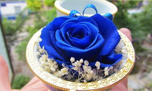 Hoa vĩnh cửu trong hộp trứng có giá "mềm" hơn dao động trên dưới 200.000 đồng/hộp.