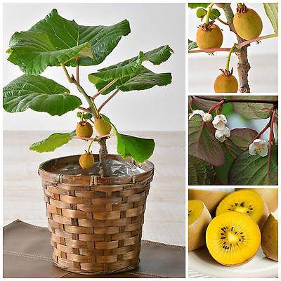 Kiwi lùn trồng cảnh rao bán hạt giống với giá khá đắt đỏ 20.000 đồng/hạt.