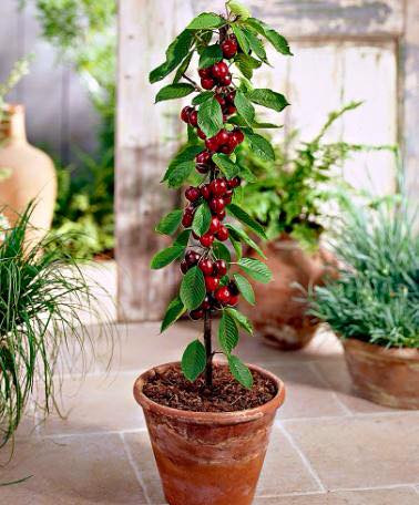 Cherry trồng chậu đẹp và lạ mắt. Trên thị trường, các shop hạt giống online cũng rao bán loại hạt cherry lùn trồng chậu với giá 35.000 đồng/gói.