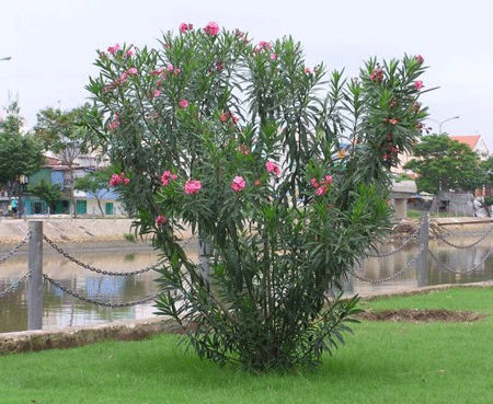 Theo cảnh báo, nhiều người có thể bị các triệu chứng nhiễm độc khi chạm nhẹ, hoặc sờ, cầm vào các bộ phận trên cây trúc đào như lá, thân, hoa. Khi tiếp xúc lâu, chất độc của cây trúc đào khiến nôn mửa, tiêu chảy, chuột rút… Thậm chí, những trường hợp nặng còn có thể bị co giật, hôn mê, thậm chí tử vong. Ở Ấn Độ, nhiều người tự tử bằn cách ăn hạt cây trúc đào.