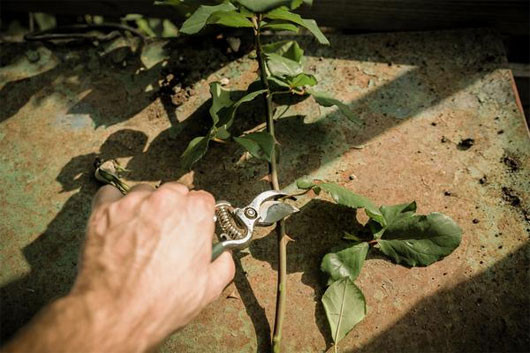 Bước 2: Cắt cành hồng dài khoảng 20cm, cành già. Tỉa bỏ bớt lá nếu chúng có quá nhiều. Nên nhớ, khi bạn cắt cành hồng, hãy cắt vát cành để cành dễ hút nước và khoáng chất khi được trồng.