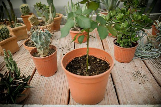 Bước 6: Sau khi phủ đất, bạn tưới nước nhẹ nhàng để chậu hồng mới trồng có độ ẩm và không quên duy trì độ ẩm hàng ngày. Đặt chậu cây ở nơi khô ráo, thoáng mát, tránh ánh nắng chiếu trực tiếp.