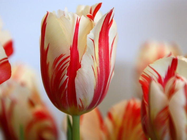 Trong số các loại tulip thì tulip Semper Augustus có giá cả nghìn đô. Chúng vốn là loài hoa tượng trưng cho sự quý phái, sang trọng.