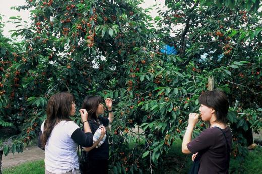Du khách thích thú thưởng thức trái cây sạch ngay tại vườn.