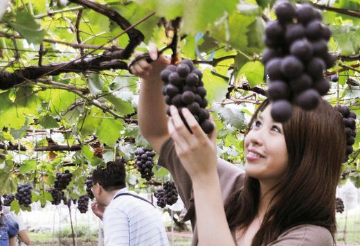 Du khách đến vườn nho thích thú ngắm cảnh và thu hoạch từng chùm quả bắt mắt.