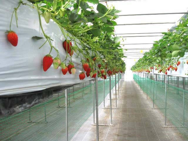 Những khu vườn đều được bố trí sạch sẽ, gọn gàng và được trồng với công nghệ cao.