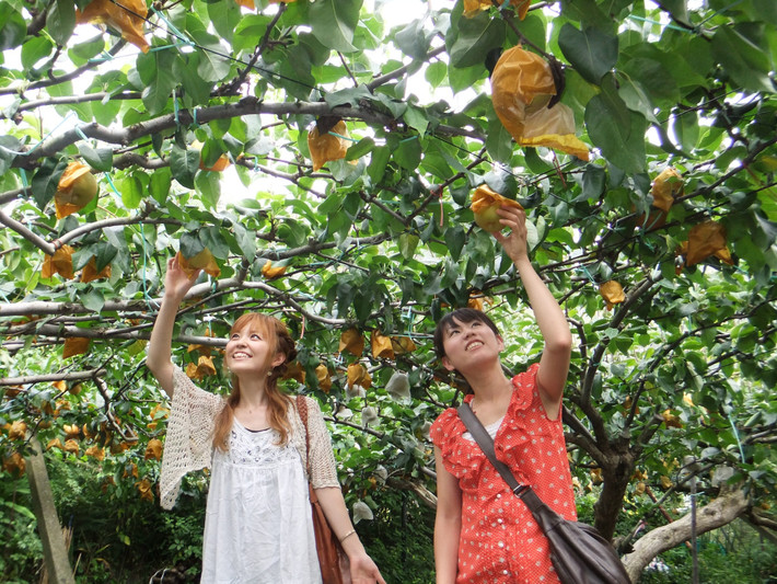 Tour từ Việt Nam đi Nhật Bản với hành trình Osaka – Kyoto – Nagoya – núi Phú Sĩ – Yamanashi – Tokyo trong 6 ngày, trong đó, lịch trình thăm vương quốc trái cây Yamanashi có giá dao động trên dưới 40 triệu đồng/người.