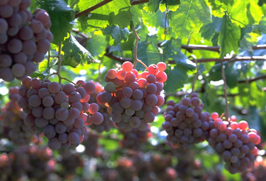 Nho vùng Koshu -Yamanashi có quả mọng, màu hồng và một hương vị dịu nhẹ.
