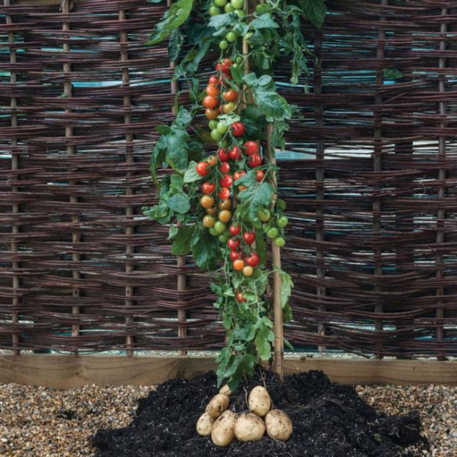 TomTato cho khoảng 500 trái ngon ngọt với nhiều vitamin hơn hẳn cây cà chua bình thường trong suốt mùa hè.