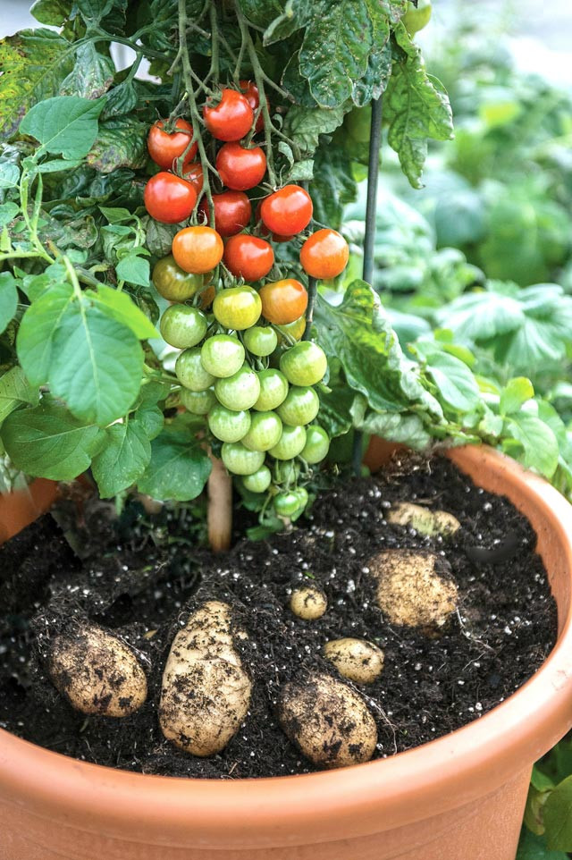 TomTato là giống cây kép với phần gốc khoai tây, ngọn cà chua. Giống cây này được anh Paul Hansord, Giám đốc công ty Thompson & Morgan (Anh) tạo ra thành công nhờ phương pháp ghép. Sau một thời gian dài thử nghiệm với sự giúp đỡ của các chuyên ra, đầu năm 2015, giống cây đẻ ra khoai tây và cà chua được bày bán tại Anh và New Zealand với giá 450.000 đồng/cây.