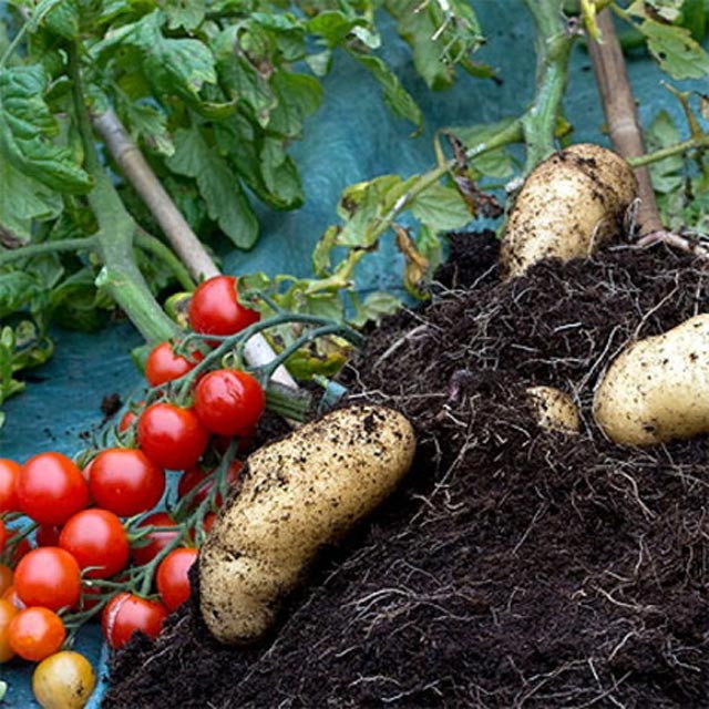 Cây TomTato có thể được trồng ở ngoài vườn hay trong chậu vào mùa xuân và bắt đầu nhận được những trái cà chua đầu tiên vào tháng Bảy. Cây gốc khoai tây, ngọn cà chua cho khoảng 500 trái trong suốt mùa hè do gốc cây khỏe hơn. Khi hết mùa, đào rễ lên thì người trồng sẽ lại thu được những củ khoai tây béo mập. Hạt hay củ còn lại có thể để dành trồng cà chua hay khoai tây bình thường vào các năm sau.