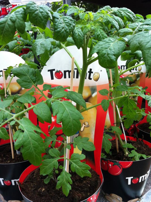 Những cây TomTato ghép thành công.