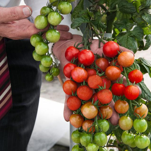 Cây ghép TomTato này là một giải pháp vô cùng hiệu quả cho những nhà phố với diện tích chật hẹp.