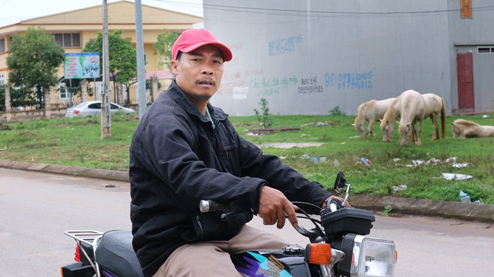 Anh Nguyễn Văn Dũng cho biết đàn ngựa bạch được thả ở khu đô thị từ sáng đến 6 giờ chiều mới sang đón về.