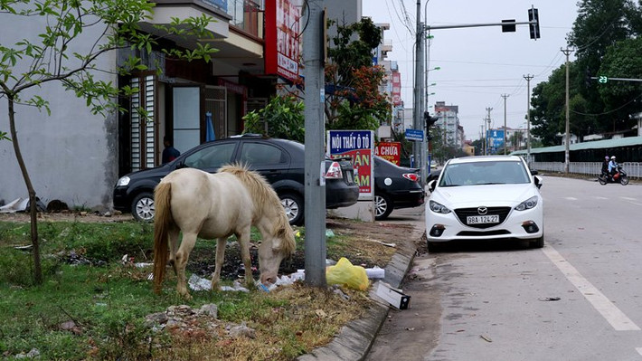 Một chú ngựa bạch hồng tìm thức ăn trên vỉa hè đường Vi Đức Lục.