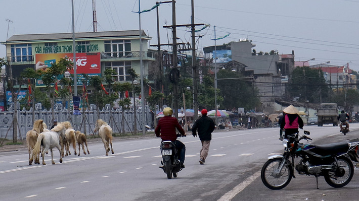 Khó khăn nhất khi đưa đàn ngựa đi chăn thả là lúc qua quốc lộ 1 cũ, do lượng phương tiện đông đúc dễ làm đàn ngựa hoảng sợ chạy tứ tung.