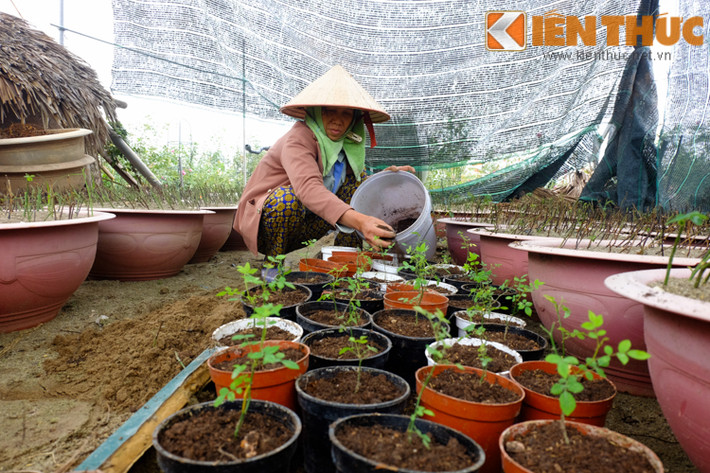 Không chỉ tìm mua, nhập các loại hồng ngoại về vườn, chủ nhân khu vườn còn thử nghiệm trồng một số loại hoa hồng ngoại ngay tại vườn.