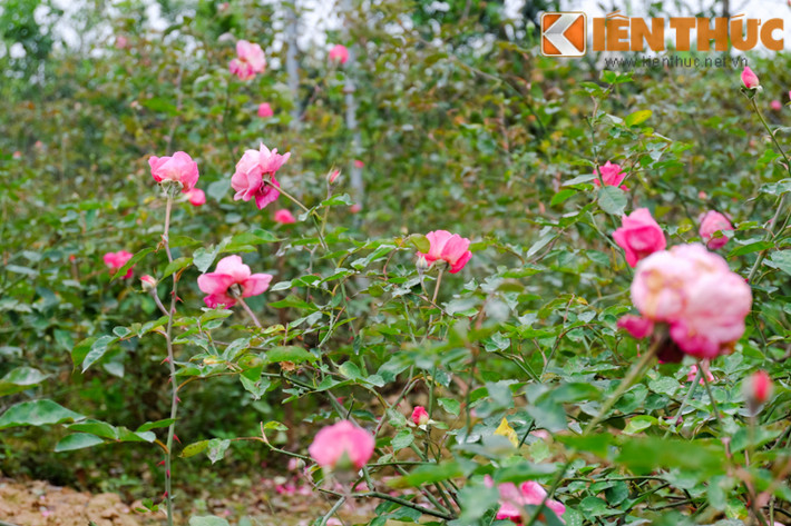 Một khoảng vườn khá rộng dành cho các loại hồng Sapa, hồng nhập ngoại.