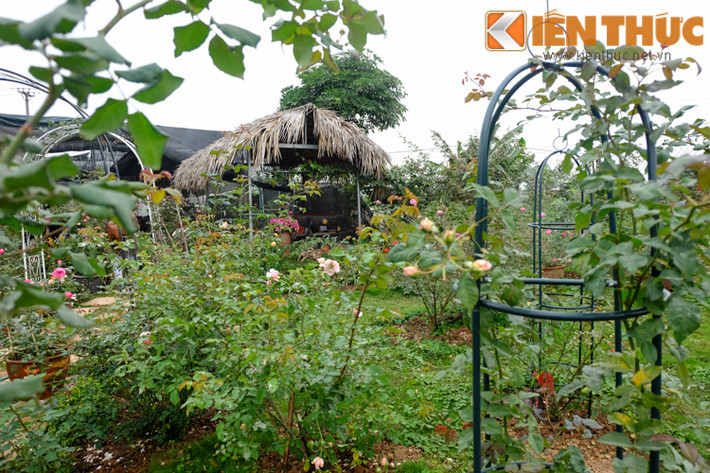 Người xem có thể bắt gặp hoa hồng Sapa, hồng quế, bạch hồng, các loại hồng leo nhập ngoại tại khu vườn hoa hồng rộng lớn này.