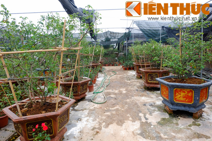 Khu vườn có hàng chục chậu hồng quý, trị giá từ 8-10 triệu đồng, có cây lên tới hàng chục triệu đồng.