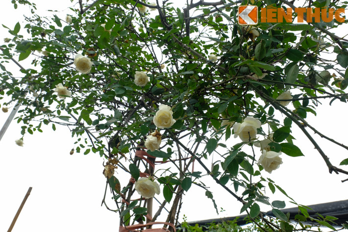 Tùy vào độ quý hiếm, tuổi đời và giống hồng mà mỗi chậu hoa tại đây có giá chênh lệch nhau khá nhiều. Hoa hồng đủ loại, có cây chỉ cao khoảng 30-40cm, cũng có cây cao hơn 2m.