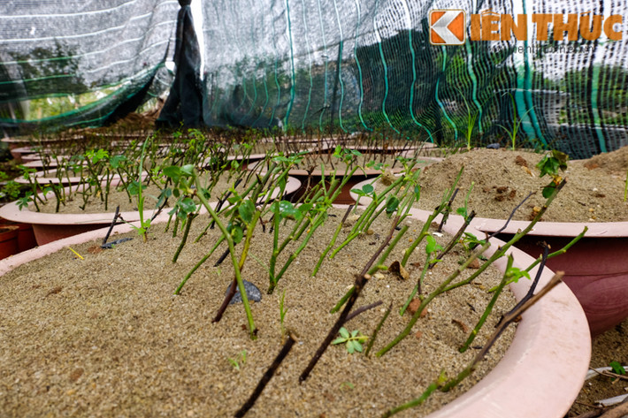 Những mầm cây đang lên mơn mởn.