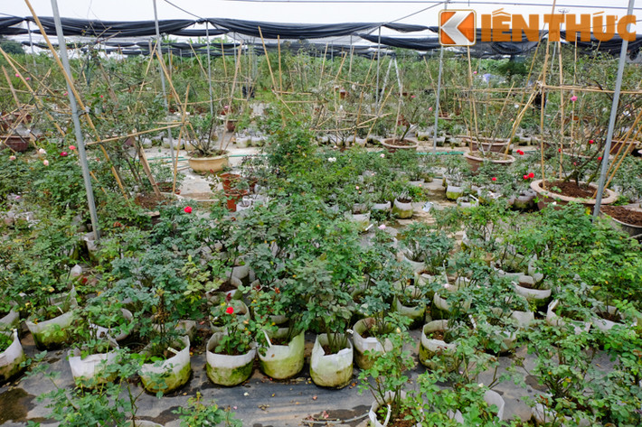Khu vườn rộng cả nghìn m2 này trị giá bạc tỷ bởi không chỉ có các loại hồng quen thuộc mà còn trồng những loại hồng quý như hồng cổ Sapa, bạch vân khôi, hồng đào cổ.