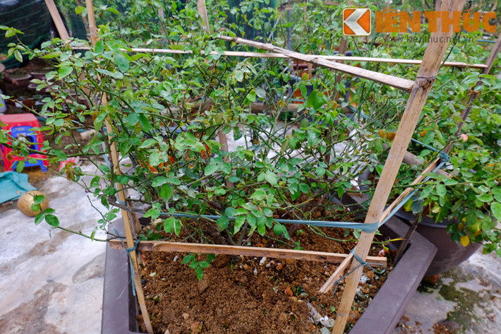 Những cây hoa có giá cao ngất này đều là những gốc hồng đẹp, trồng lâu năm và rất hiếm tìm thấy.