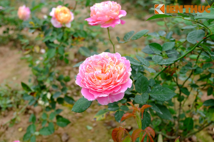 Theo chia sẻ của những người làm việc tại khu vườn, chủ nhân của khu vườn còn khá trẻ. Vì yêu thích các loại hoa hồng mà cô chủ 9x mày mò đi đến nhiều vùng, mua, nhân giống mang nhiều loại hồng quý về trồng tại vườn.