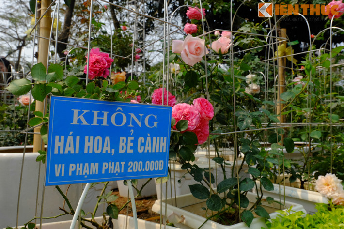 Mặc dù ban tổ chức đã có biển cấm hái hoa, bẻ cành, không chạm vào các loại hoa trưng bày...