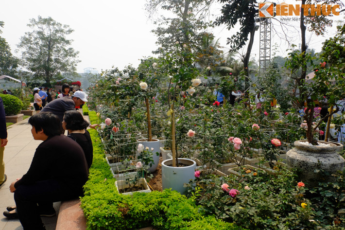 Theo như quảng cáo, khu vực Đảo Thống Nhất với diện tích 6.000m2, được trang hoàng lộng lẫy sắc màu của hơn 300 loài hoa hồng từ khắp nơi trên thế giới. Tuy nhiên, sự thật số lượng hoa khá thưa thớt.