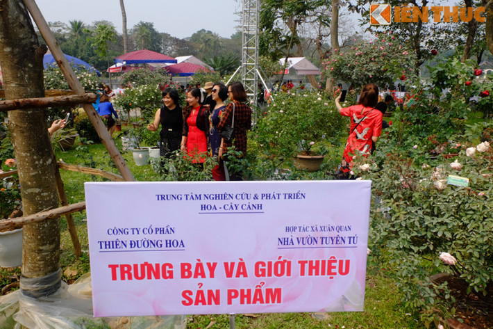 Các chậu hoa được đặt nhỏ lẻ theo từng khu vực, khó tạo được sự thu hút cho người xem.