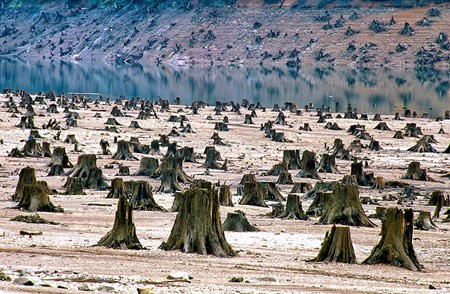 99% rừng quốc gia Willamette ở Oregon, Mỹ bị tàn phá.