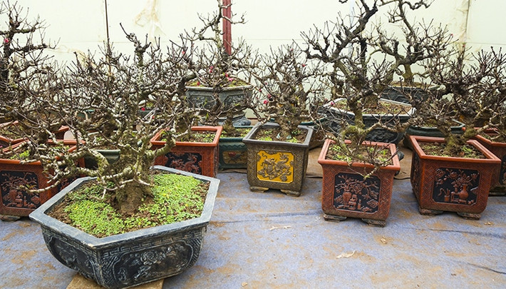 Đào Thất thốn (hay đào tiến Vua) là loại đào cổ, quý hiếm được nhiều khách hàng săn đón mỗi dịp Tết đến. Tuy nhiên, đây là loại cây cảnh rất khó chăm sóc do chịu ảnh hưởng rất lớn của thời tiết. Ảnh: Báo tin tức