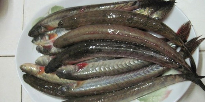 Cá kèo hay còn gọi cá bống kèo, thuộc họ cá bống trắng sống ở vùng sông nước duyên hải Nam Bộ, có nhiều tại vùng Sóc Trăng, Bạc Liêu và Cà Mau. Ảnh: Internet
