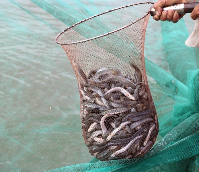 Loài cá này sống đa dạng ở các môi trường, từ mặn, ngọt cho tới nước lợ. Ảnh: Người lao động
