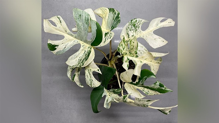 Đáng chú ý, vào năm 2021, một cây trầu bà lá xẻ Rhapidophora Tetrasperma được chốt giá kỷ lục 27.100 NZD (đô la New Zealand, khoảng hơn 440 triệu đồng) trên sàn đấu giá Trade Me của New Zealand. Ảnh: CNN