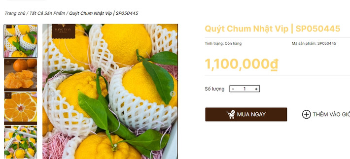 Có mặt tại thị trường Việt Nam vài năm nay, quýt chum Nhật Bản vẫn được coi là "trái cây nhà giàu" bởi giá bán tới 1 - 1,2 triệu đồng/kg. Ảnh: Hangtranmart