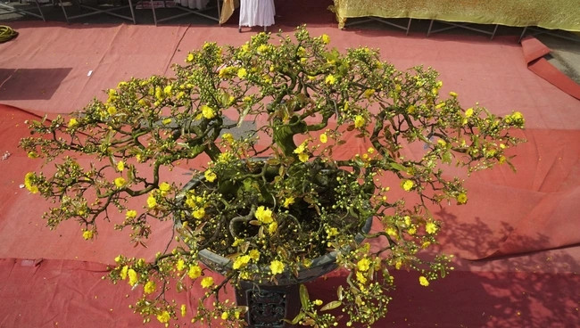 Trồng mai không chỉ là thú chơi tao nhã mà còn là một trong những ngành mang lại thu nhập cao cho người dân địa phương. Ảnh: Dân Việt