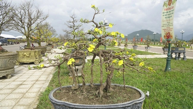 Được thiên nhiên ưu đãi về khí hậu, thổ nhưỡng, mai vàng Bình Định phát triển tốt có nhiều dáng thế đặc biệt so với các vùng khác. Ảnh: Dân Việt