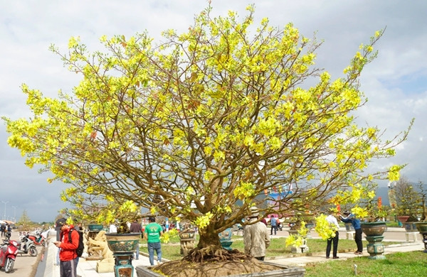 Tại triển lãm mai vàng nghệ thuật xuân Giáp Thìn tại Nhơn An (thị xã An Nhơn, tỉnh Bình Định) xuất hiện nhiều gốc mai dáng thế độc, lạ được giới mộ điệu cây cảnh liệt vào hàng "có một không hai". Ảnh: Dân trí