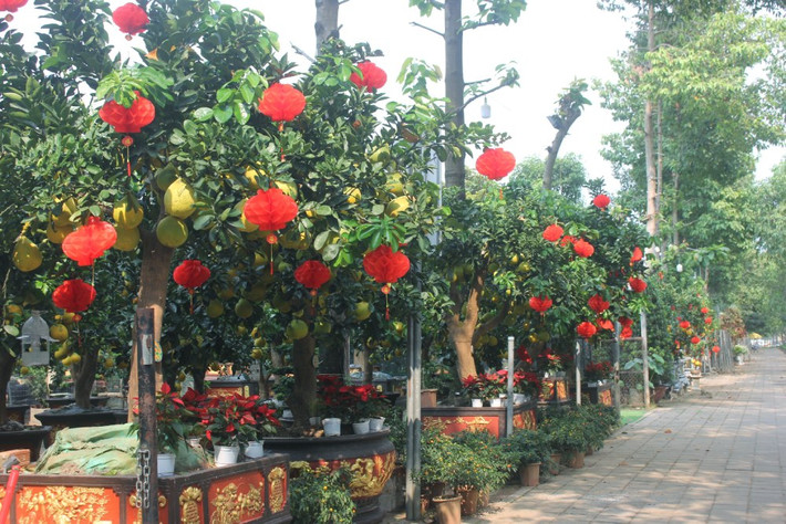 Không chỉ ở Hà Nội, bưởi Diễn kiểng cũng được bày bán nhiều trên tuyến đường Mai Chí Thọ, TP Thủ Đức (TP HCM). Ảnh: Thesaigontimes