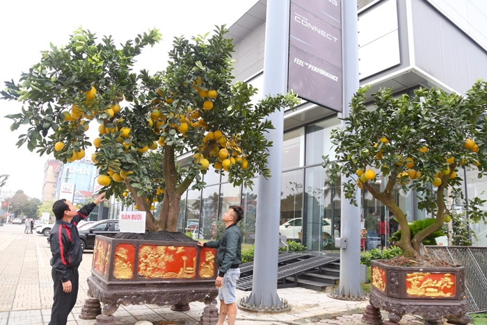 Những cây bưởi cao hơn 2m, trĩu quả, đều đẹp khá kén khách, thường chỉ dành cho cơ quan, doanh nghiệp, hoặc nhà có không gian rộng. Ảnh: Tiền phong