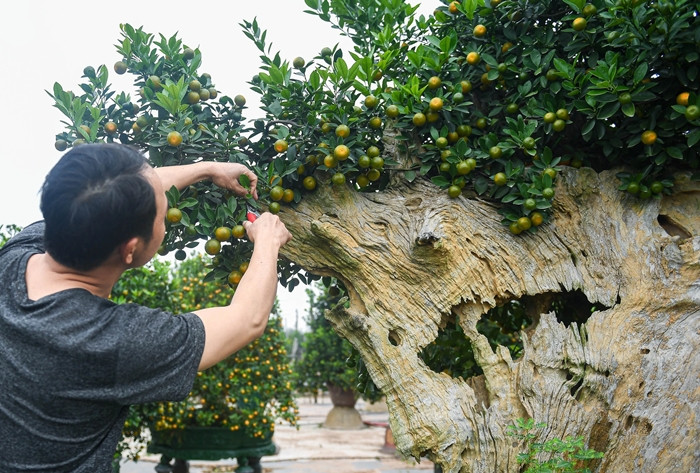Gỗ lũa là phần lõi ở gốc của các cây cổ thụ sau khi bị chết. Ảnh: Dân trí